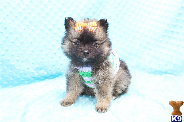 CMPuppyHeaven Picture 1